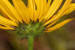 Variableleaf sunflower